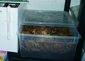 Box / Kiste / Überwinterungsbox für den Kühlschrank - Schildkrötenshop